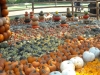 dscn0174