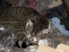indoors with telephoto lens at iso800