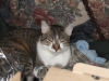 indoors with a standard lens at iso800