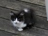 outside with a telephoto lens at iso2000