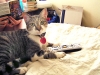 alastor-and-remote