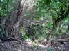 Swamp in Rowlett Creek Preserve