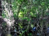 Swamp in Rowlett Creek Preserve