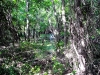 Swamp in Rowlett Creek Preserve