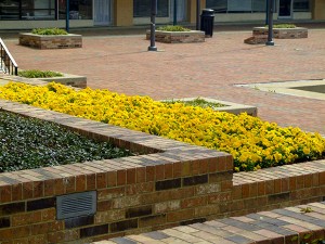 Flowers in the main square of downtown Garland.