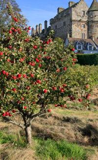 Apple tree in front of a castle.